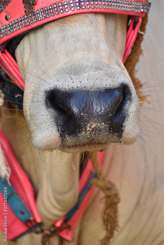close up of a beautiful black snout of a cow