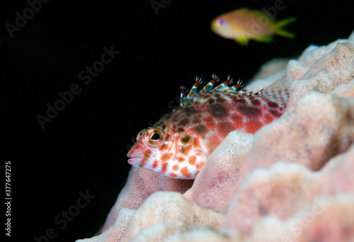 Pixie Hawkfish - Cirrhitichthys oxycephalus. Underwater world of Tulamben, Bali, Indonesia. photo