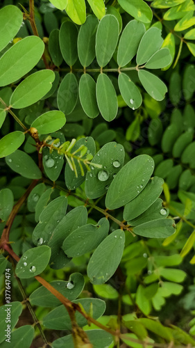 water drops on green leaves of a plant