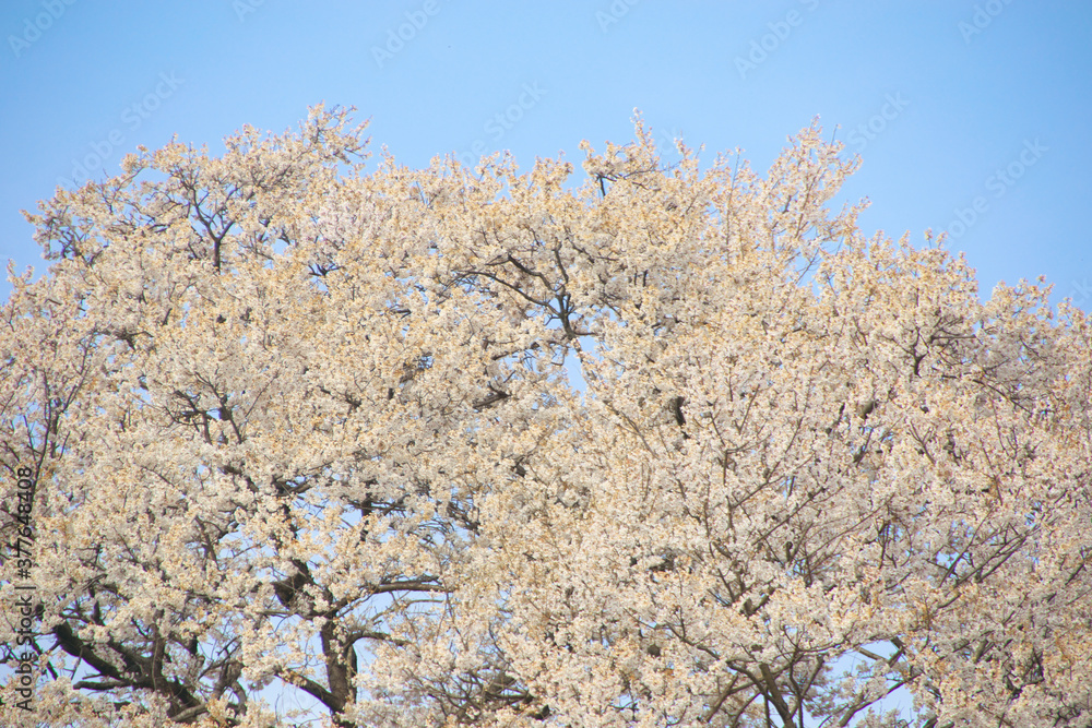 桜 桜