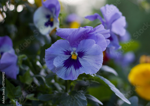 Beautiful pale purple pansy flowers in soft blurred garden setting