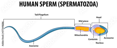 Human Sperm or spermatozoa cell structure