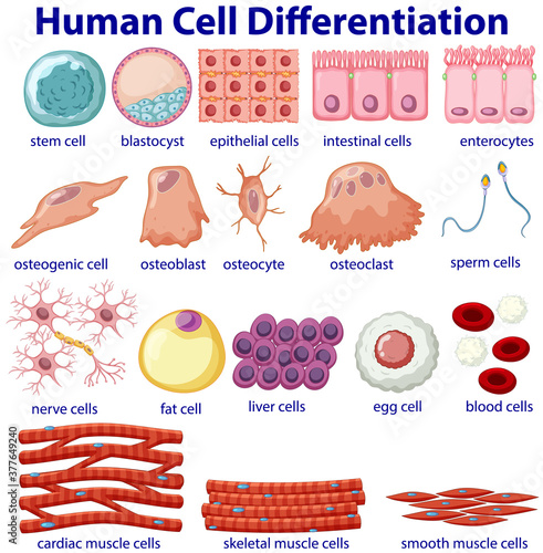Information poster of cellular differentiation