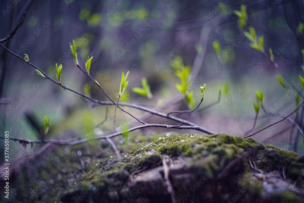 Obraz premium grass in the forest