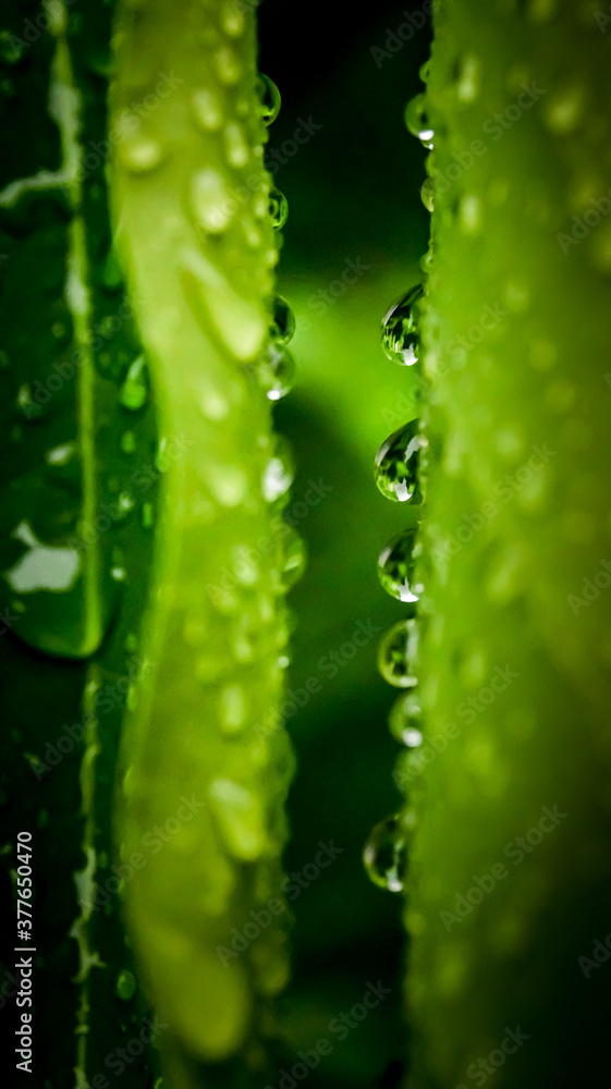 Drops on green leaf with lighting Drops on green leaf with lighting