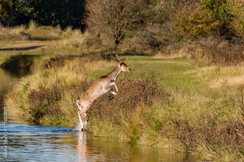 Deer - Dama Dama - Hert photo