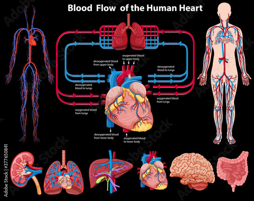 Blood flow of the human heart