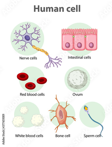 Information poster on human cells