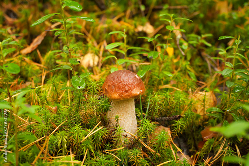 Cute little boletus mushroom grows in a green forest.