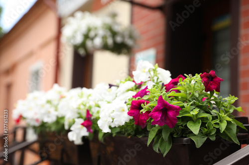 Beautiful petunia flowers in plant pot outdoors. Space for text © New Africa