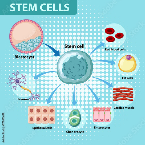 Information poster on human stem cells