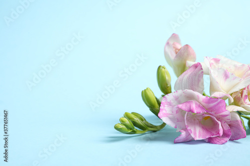 Fototapeta Naklejka Na Ścianę i Meble -  Beautiful blooming pink freesias on light blue background. Space for text