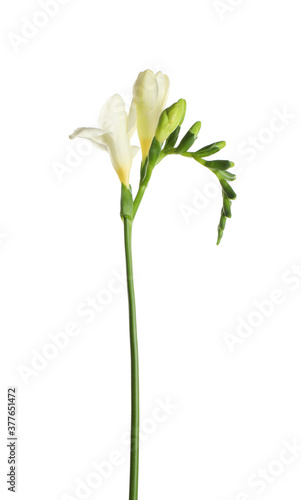 Beautiful blooming freesia flower isolated on white