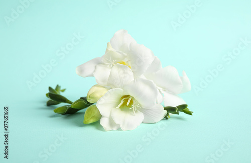 Fototapeta Naklejka Na Ścianę i Meble -  Beautiful freesia flowers on light blue background