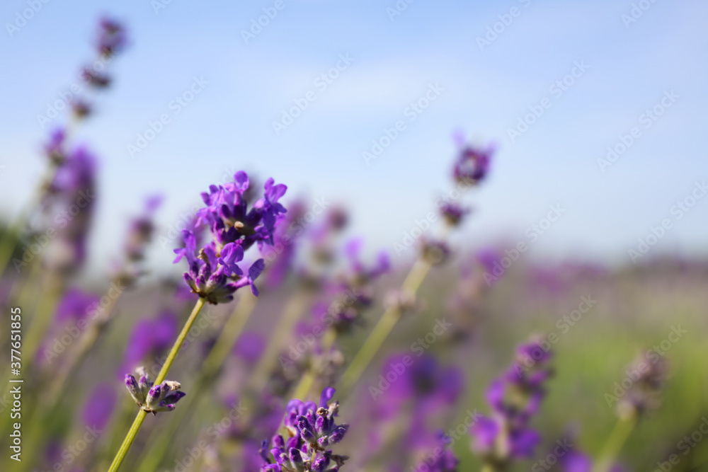 Obraz premium Beautiful blooming lavender field on summer day, closeup
