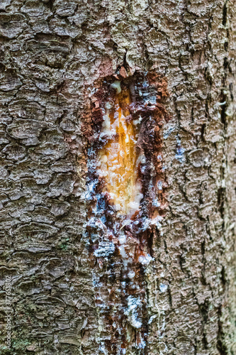 Harz an beschädigter Baumrinde photo