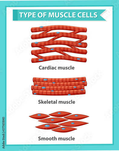 Information poster of muscle cells