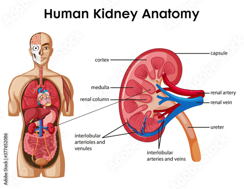 Human kidney anatomy cartoon style infographic