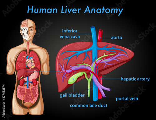 Information poster of human liver anatomy