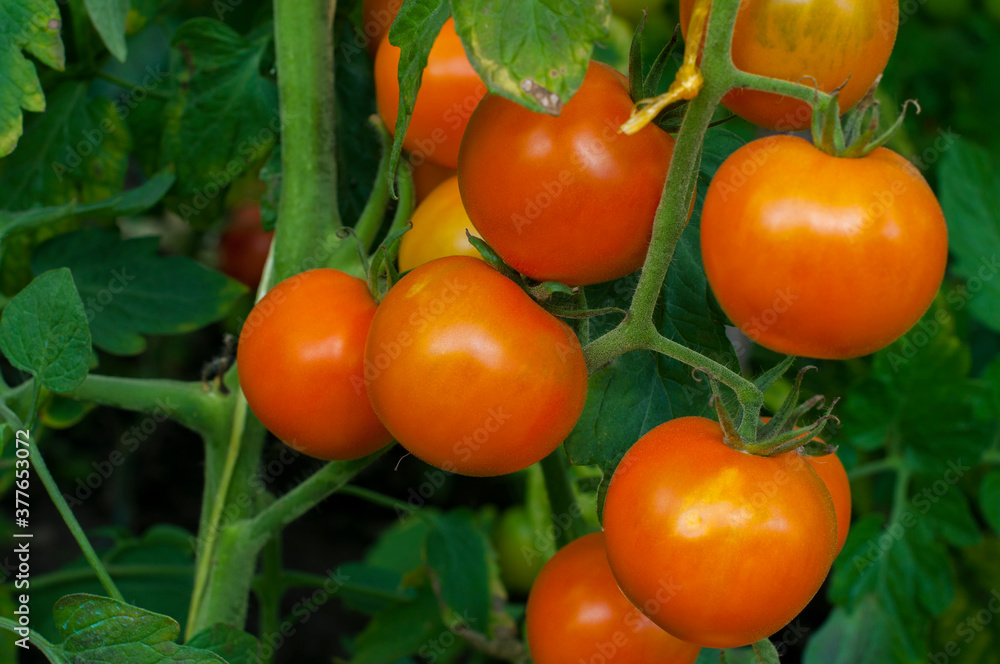 Orange tomatoes on a branch outdoors