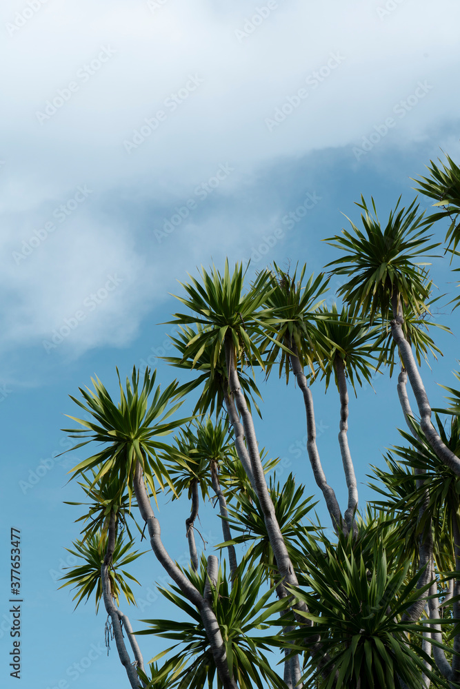 Dracaena loureiri Gagnep against clearly sky. Green trees against blue sky with cloud. Dracaena loureiri Gagnep against clearly sky. Green trees against blue sky with cloud.