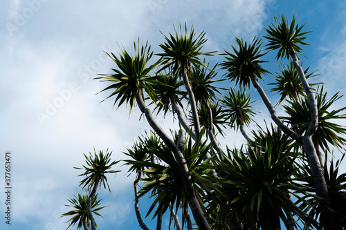 Dracaena loureiri Gagnep against clearly sky. Green trees against blue sky with cloud.