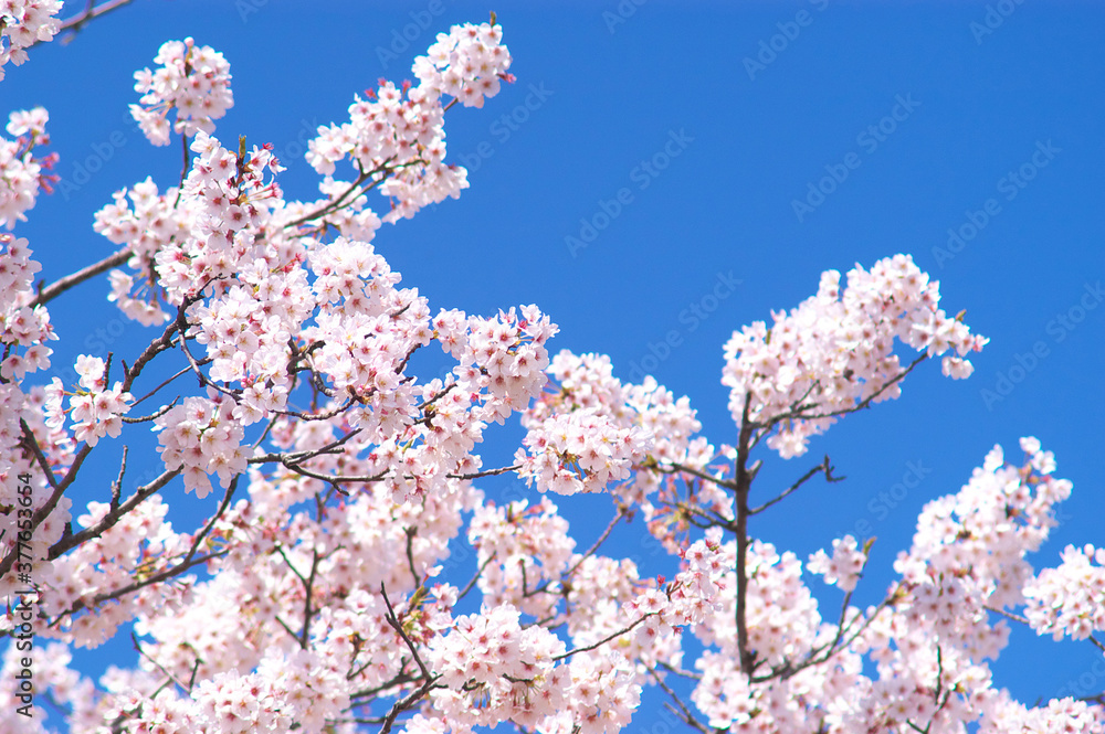 桜