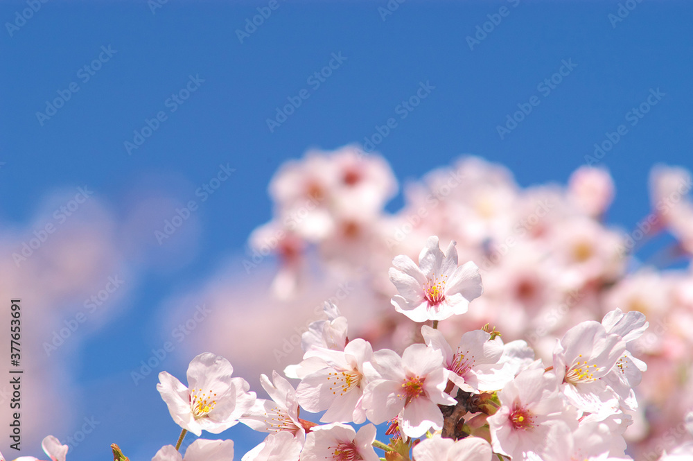 Fototapeta premium 桜