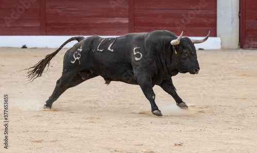 Un toro corriendo por la arena 