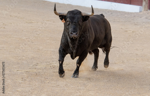 Un toro amenaza con sus grandes cuernos 