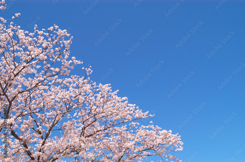 桜