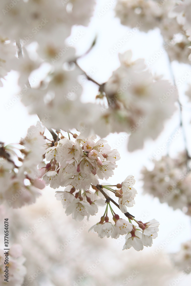 Naklejka premium 桜