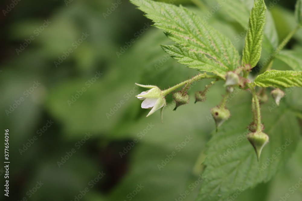 Unripe green raspberries fruit on branch on summer. Rubus idaeus Unripe green raspberries fruit on branch on summer. Rubus idaeus