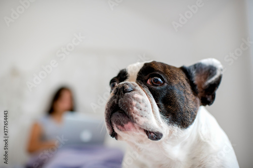 Girl lying on the bed with her small  dog and using laptop in morning  © Ana