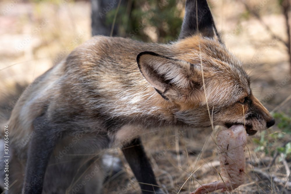 close-up of young fox eating chicken. close-up of young fox eating chicken.