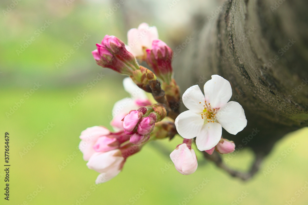 桜 桜