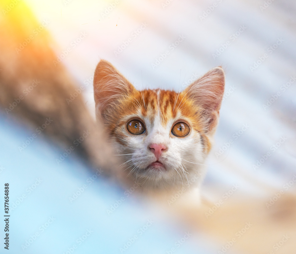 Obraz premium Portrait of a little red white kitten outdoors. Funny cat walking in the yard in summer and looking up