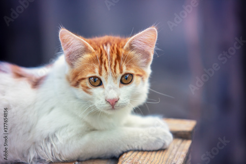 Portrait of a little red white kitten outdoors. Funny cat lying in the yard © vvvita