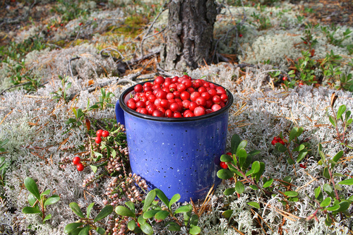 Wallpaper Mural Collect ripe red cranberries in a beautiful forest. Torontodigital.ca