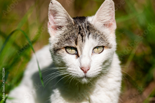 gato felino