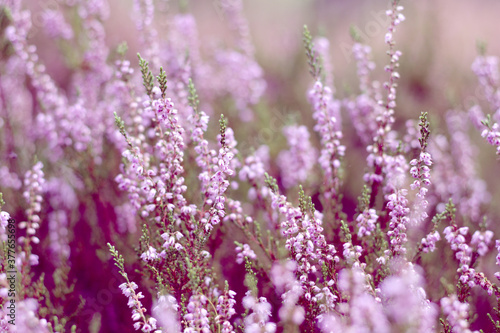 background of pink wild heather flowers