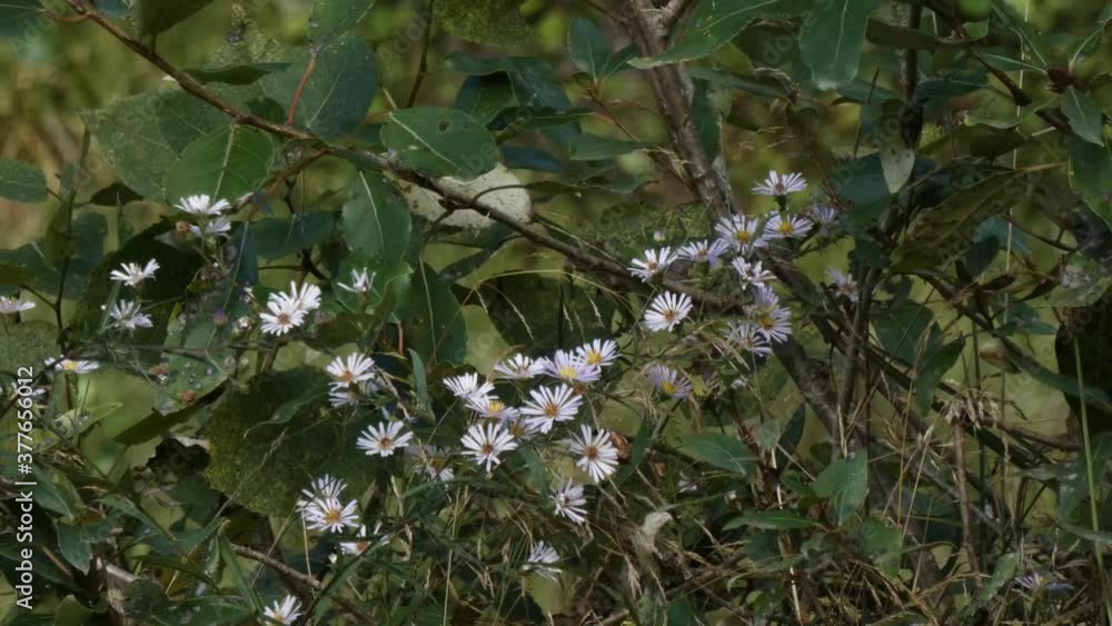 while asters growing into a small leafy shrub in summer while asters growing into a small leafy shrub in summer