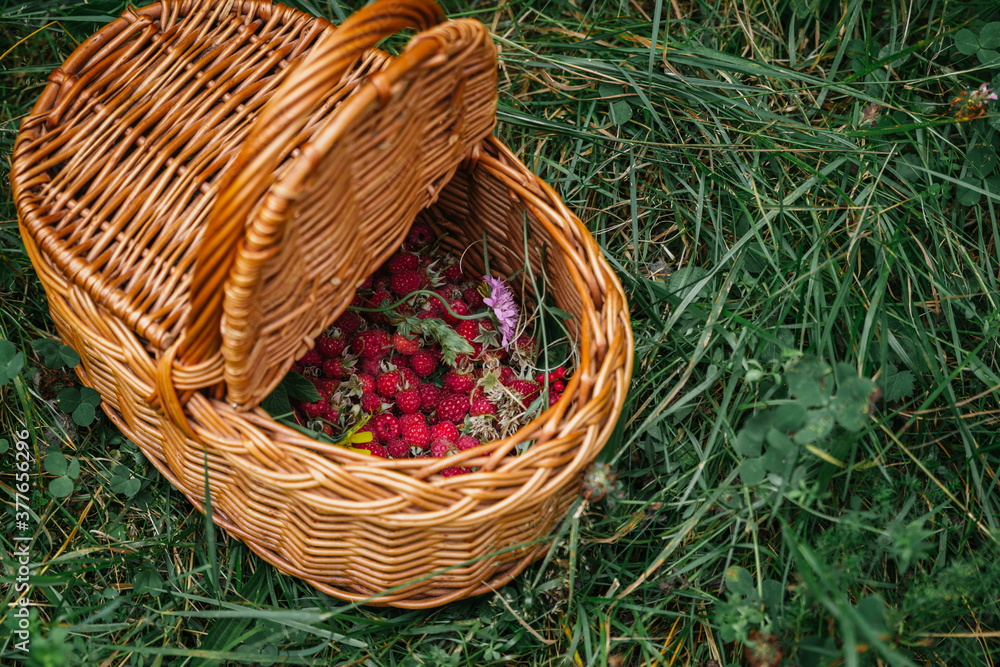Stock photo of wild raspberries in wicker basket Stock photo of wild raspberries in wicker basket