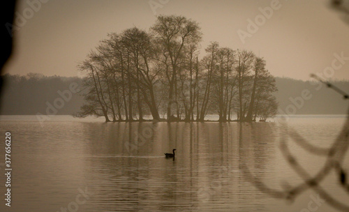 Duck on lake in front of small island with trees