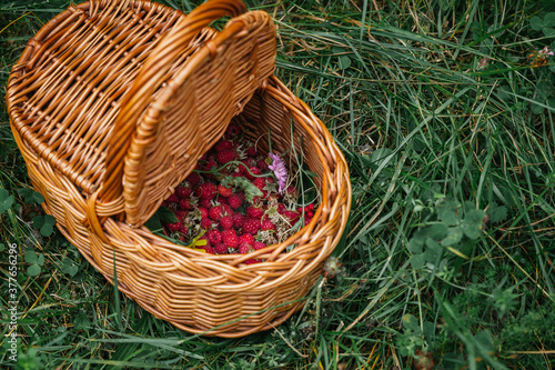 Stock photo of wild raspberries in wicker basket