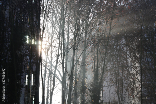 hazy winter sunrise through trees