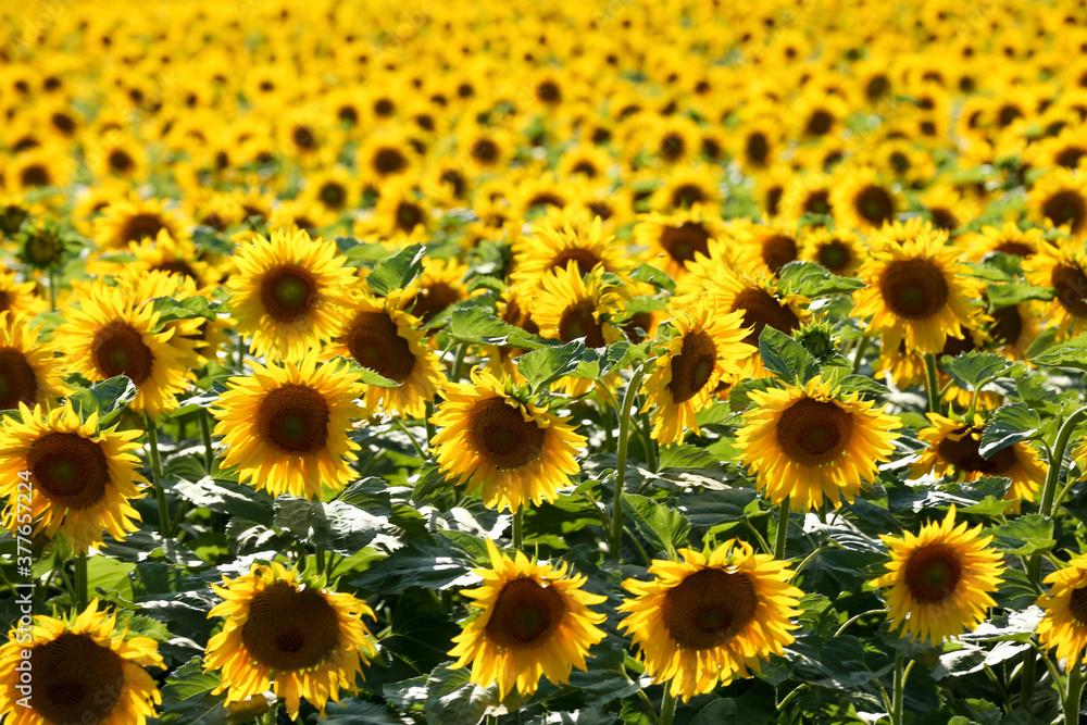 Many beautiful sunflowers in field on sunny day Many beautiful sunflowers in field on sunny day