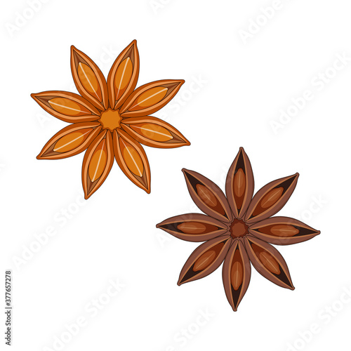 Star anise isolated on white background, vector illustration.