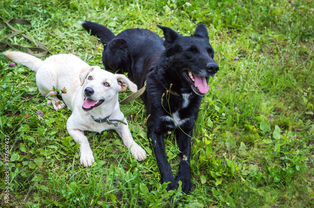 Portrait of a white and black dog on the grass in the park. Two dogs sitting side by side