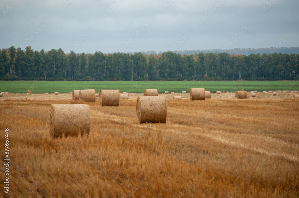 Fototapeta premium haystack before the rain